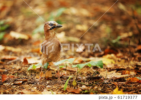 Jay - Garrulus glandarius - stay in forest in 61719377