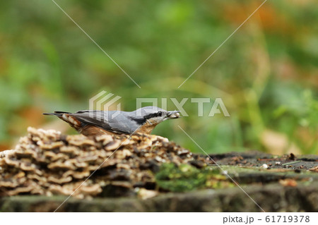 Wood nuthatch (Sitta europaea) on stump in forest Wood nuthatch (Sitta europaea) on stump in forest 61719378