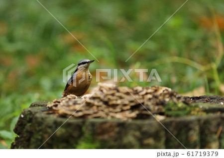 Eurasian nuthatch (Sitta europaea) on stump with 61719379