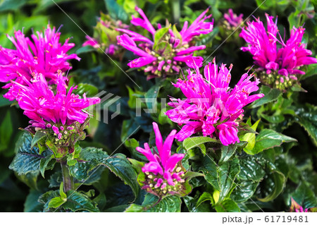 Pink bee balm flower heads blooming in the garden Pink bee balm flower heads blooming in the garden 61719481