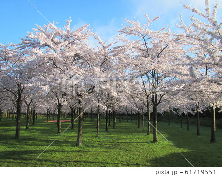 オランダ、Bos公園内のKersenbloesemparkの桜満開 オランダ、Bos公園内のKersenbloesemparkの桜満開 61719551