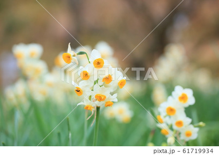 スイセンの花 スイセンの花 61719934