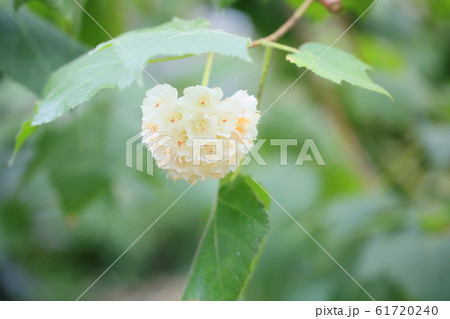 ドンベアの花 61720240