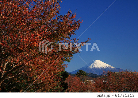 日本の秋　紅葉と駿府城公園と富士山　 61721215