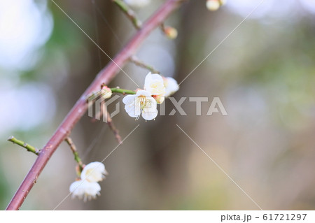 白梅の花　ギョクガクシダレ 61721297