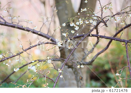 白梅の花　ギョクガクシダレ 61721476