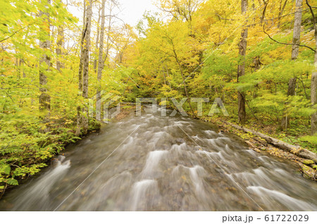 Beautiful fall color of the Oirase Gorge 61722029