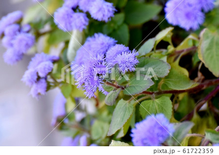 三鷹中原に咲く青紫色のアゲラタム花 61722359