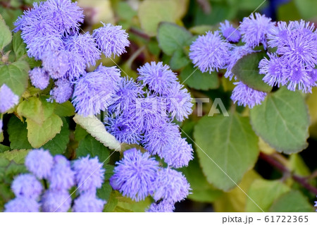 三鷹中原に咲く青紫色のアゲラタム花 三鷹中原に咲く青紫色のアゲラタム花 61722365