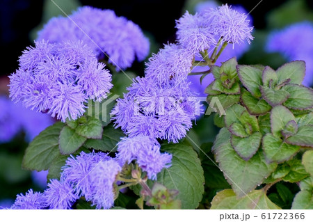 三鷹中原に咲く青紫色のアゲラタム花の写真素材