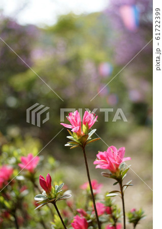 鳥取　四季の散歩　春　用瀬　愛宕山 61722399