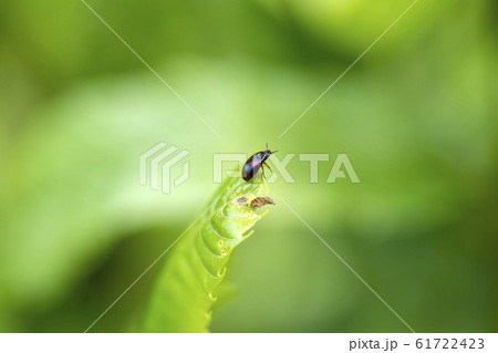 ベニモンキノコゴミムシダマシ 61722423