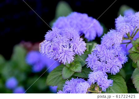 三鷹中原に咲く青紫色のアゲラタム花 61722425