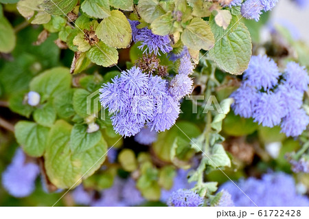 三鷹中原に咲く青紫色のアゲラタム花 61722428