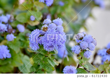 三鷹中原に咲く青紫色のアゲラタム花 61722430