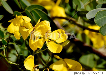 三鷹中原に咲く黄色いコバノセンナの花 61722431