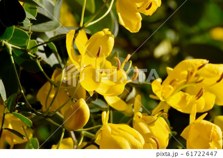 三鷹中原に咲く黄色いコバノセンナの花 61722447