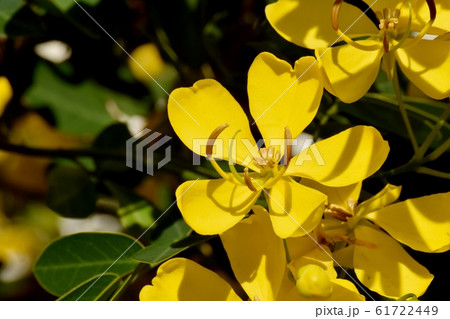 三鷹中原に咲く黄色いコバノセンナの花 61722449