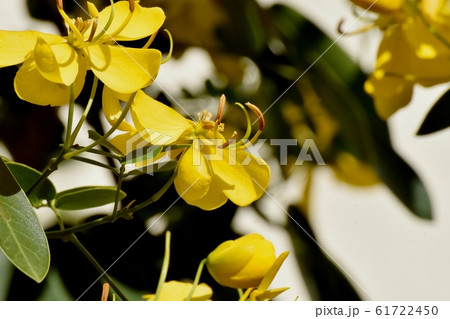 三鷹中原に咲く黄色いコバノセンナの花 三鷹中原に咲く黄色いコバノセンナの花 61722450