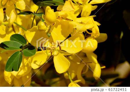 三鷹中原に咲く黄色いコバノセンナの花 61722451