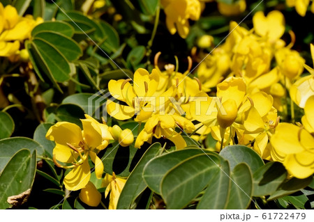 三鷹中原に咲く黄色いコバノセンナの花 61722479