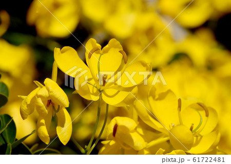 三鷹中原に咲く黄色いコバノセンナの花 三鷹中原に咲く黄色いコバノセンナの花 61722481