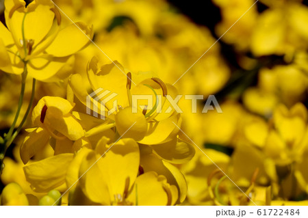 三鷹中原に咲く黄色いコバノセンナの花 61722484