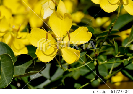 三鷹中原に咲く黄色いコバノセンナの花 61722486