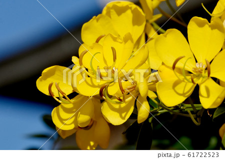 三鷹中原に咲く黄色いコバノセンナの花 61722523