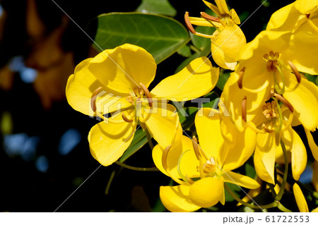 三鷹中原に咲く黄色いコバノセンナの花 61722553