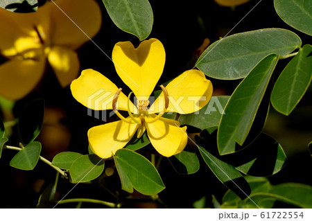三鷹中原に咲く黄色いコバノセンナの花 三鷹中原に咲く黄色いコバノセンナの花 61722554
