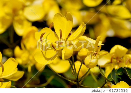 三鷹中原に咲く黄色いコバノセンナの花 三鷹中原に咲く黄色いコバノセンナの花 61722556