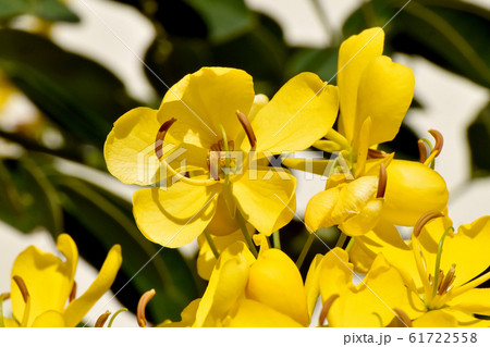 三鷹中原に咲く黄色いコバノセンナの花 三鷹中原に咲く黄色いコバノセンナの花 61722558