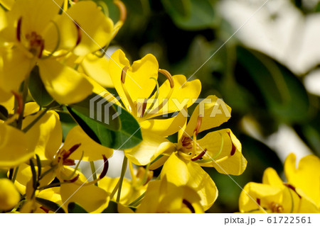 三鷹中原に咲く黄色いコバノセンナの花 三鷹中原に咲く黄色いコバノセンナの花 61722561