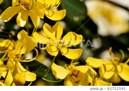 三鷹中原に咲く黄色いコバノセンナの花 三鷹中原に咲く黄色いコバノセンナの花 61722591