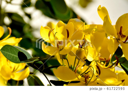 三鷹中原に咲く黄色いコバノセンナの花 61722593