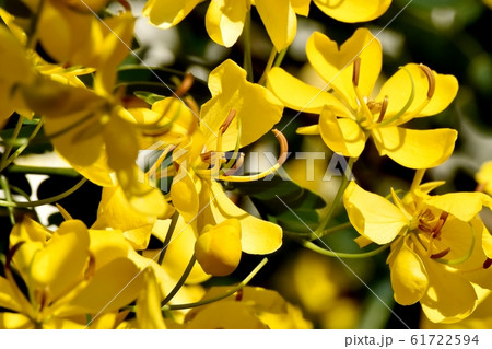 三鷹中原に咲く黄色いコバノセンナの花 三鷹中原に咲く黄色いコバノセンナの花 61722594