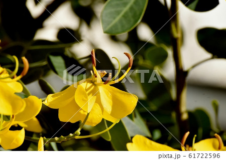 三鷹中原に咲く黄色いコバノセンナの花 61722596