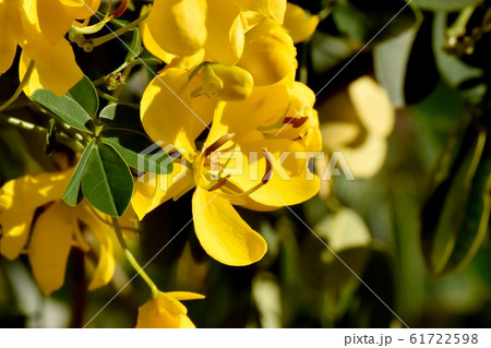 三鷹中原に咲く黄色いコバノセンナの花 61722598
