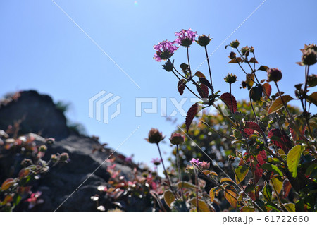 春の暖かさに開花する野花 61722660