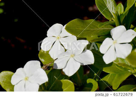 三鷹中原に咲く白いニチニチソウの花 61722679