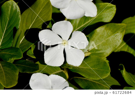 三鷹中原に咲く白いニチニチソウの花 三鷹中原に咲く白いニチニチソウの花 61722684
