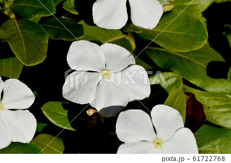 三鷹中原に咲く白いニチニチソウの花 61722768