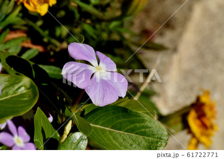 三鷹中原に咲く紫色のニチニチソウの花 三鷹中原に咲く紫色のニチニチソウの花 61722771