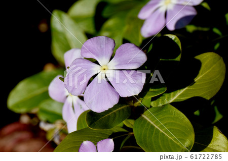 三鷹中原に咲く紫色のニチニチソウの花 三鷹中原に咲く紫色のニチニチソウの花 61722785
