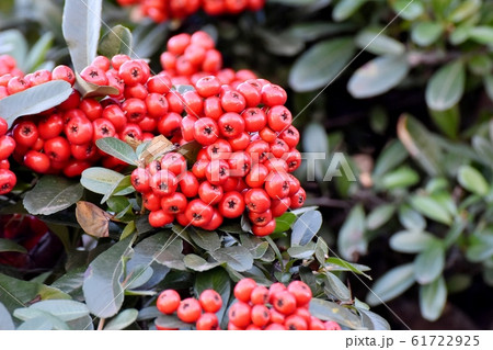 三鷹中原になる赤いピラカンサ（トキワサンザシ）の実 61722925