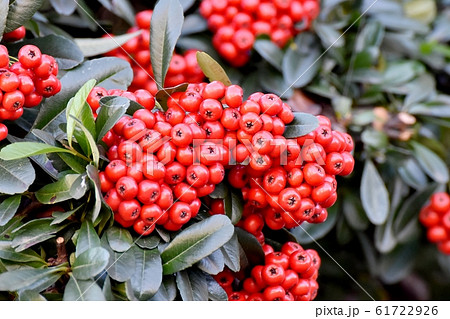 三鷹中原になる赤いピラカンサ（トキワサンザシ）の実 61722926