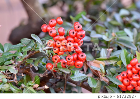 三鷹中原になる赤いピラカンサ（トキワサンザシ）の実 61722927
