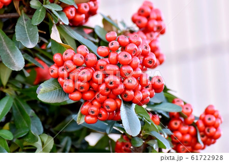 三鷹中原になる赤いピラカンサ（トキワサンザシ）の実 61722928