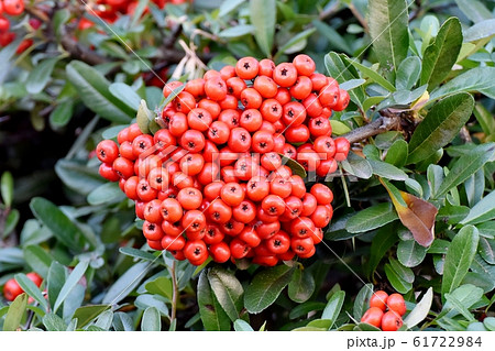三鷹中原になる赤いピラカンサ（トキワサンザシ）の実 61722984